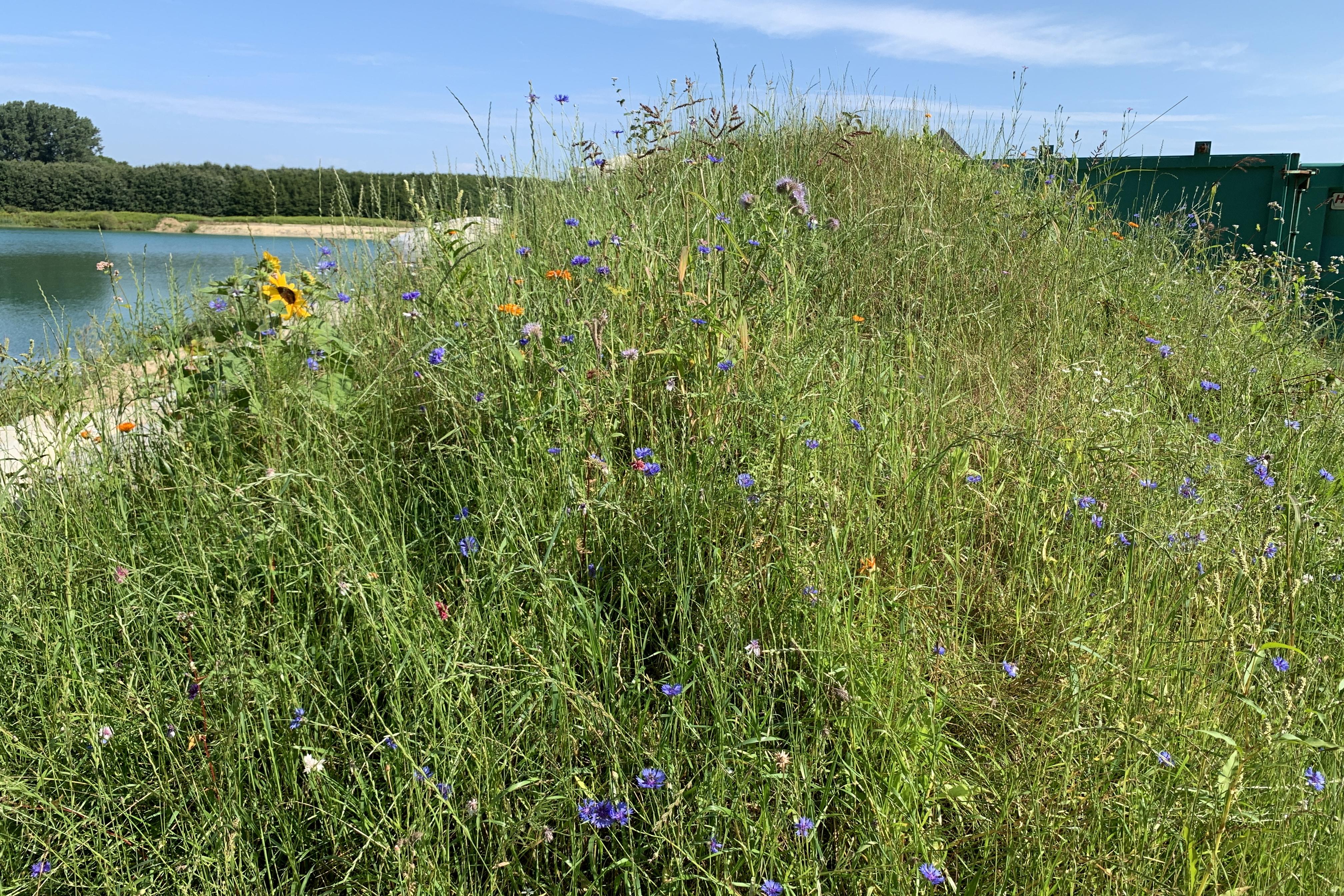 Es ist hohes Gras mit Wildblumen abgebildet. Im Hintergrund ist ein Fluss zu sehen.