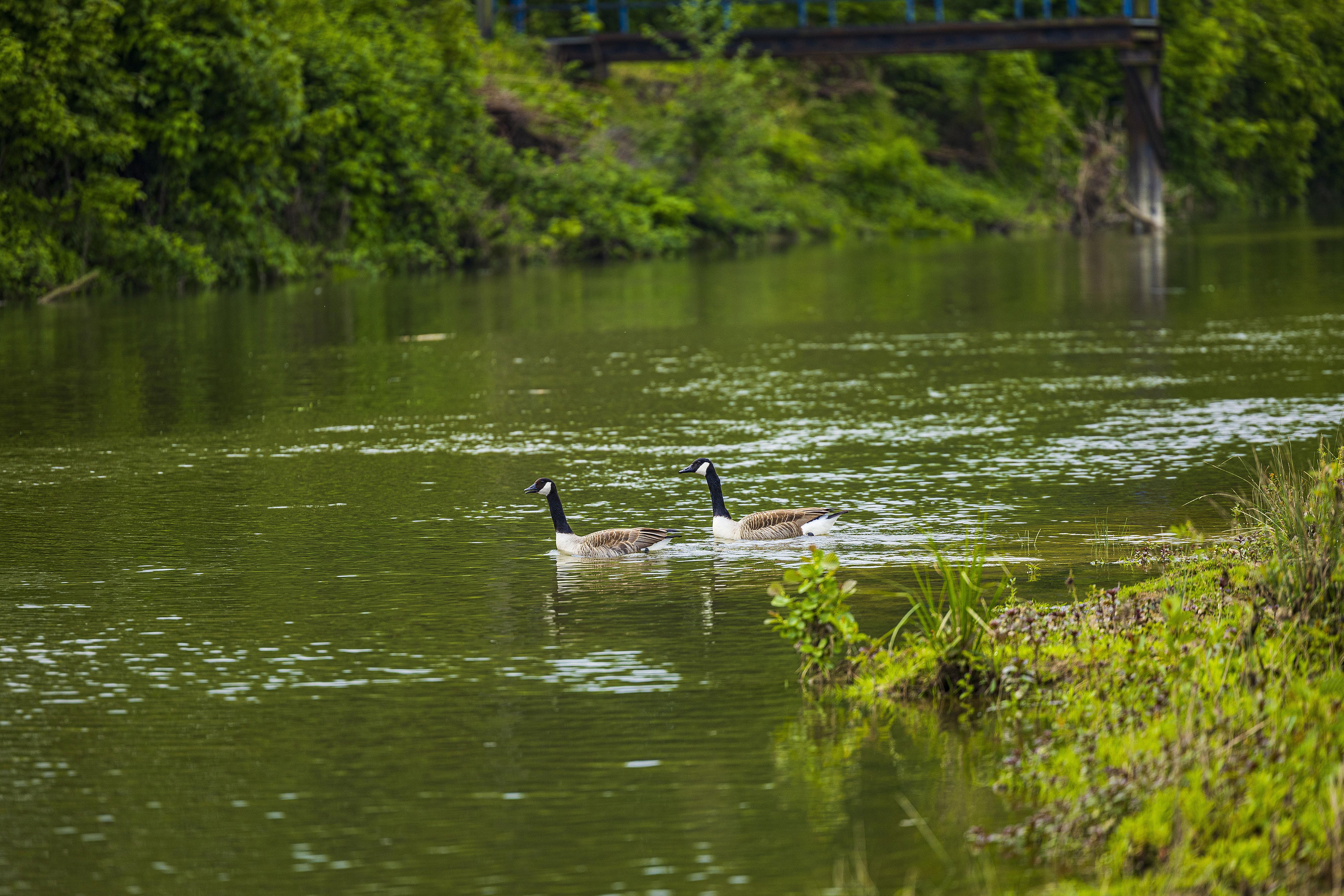 Es ist ein Bach mit zwei schwimmenden Enten abgebildet.
