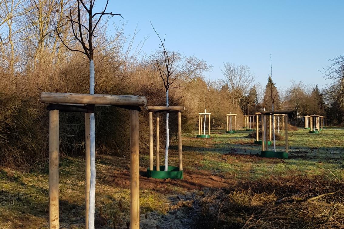 Auf einer Wiese im Schlosspark stehen eine Reihe junger Obstbäume.