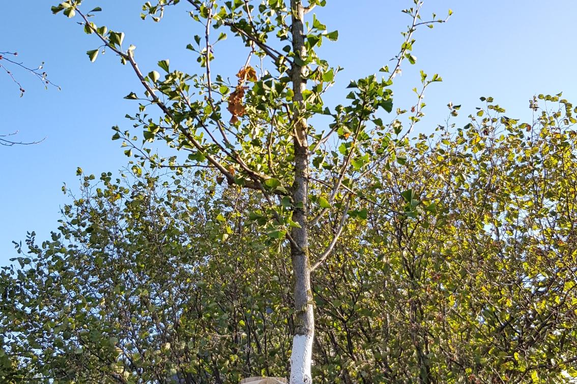 Eine junger Baum vor einer Reihe alter Bäume.