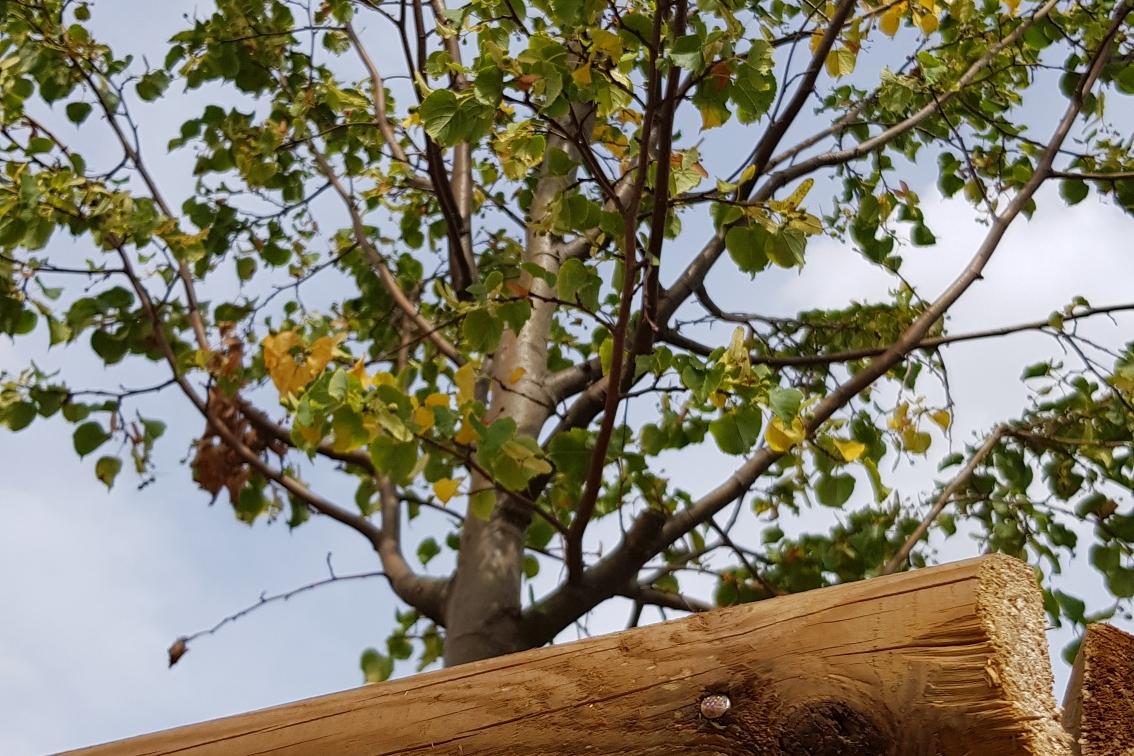 Ein junger Baum in Nahaufnahme.