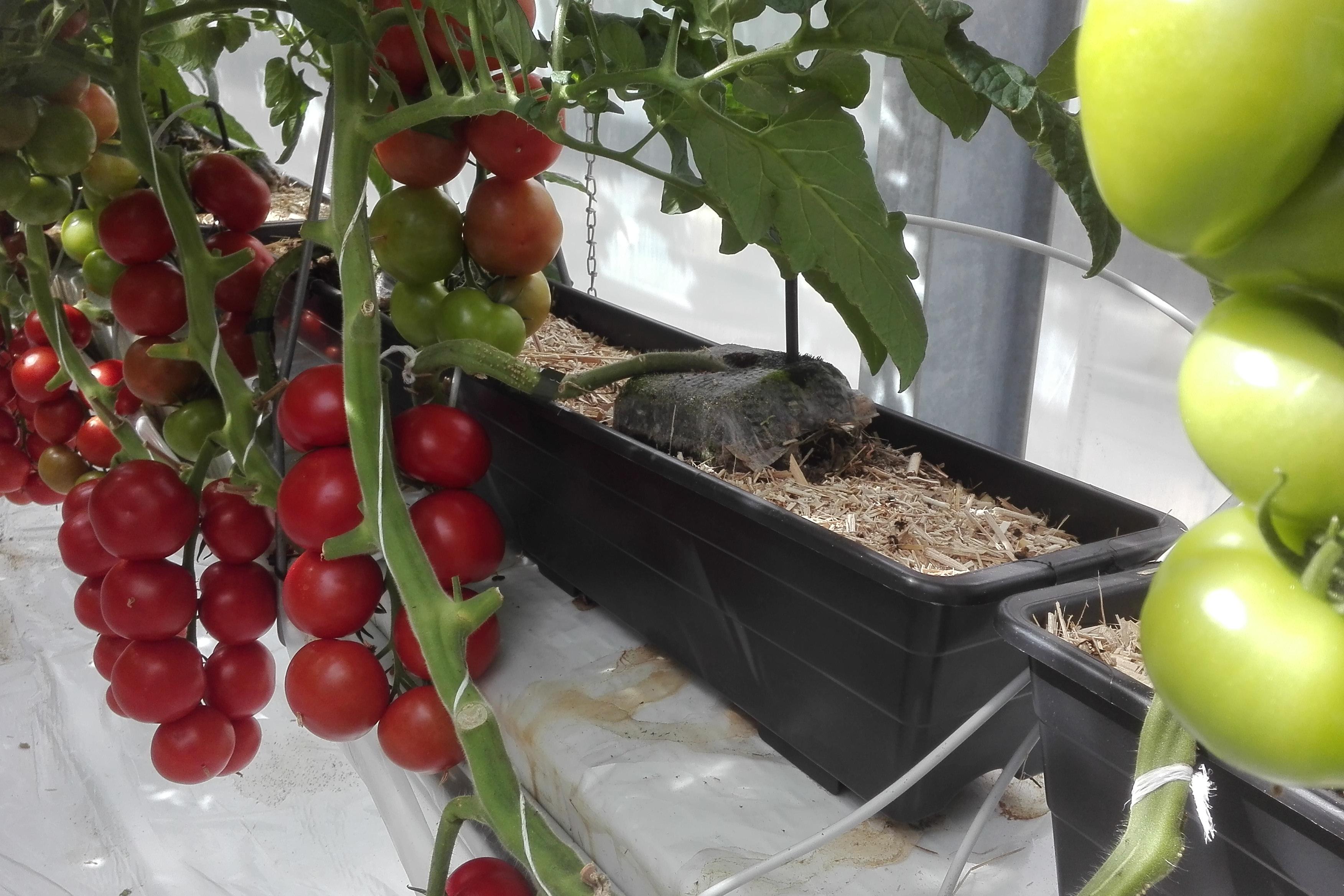 Aus mehreren Pflanzenkästen wachsen Tomatenpflanzen in verschiedener Reife.
