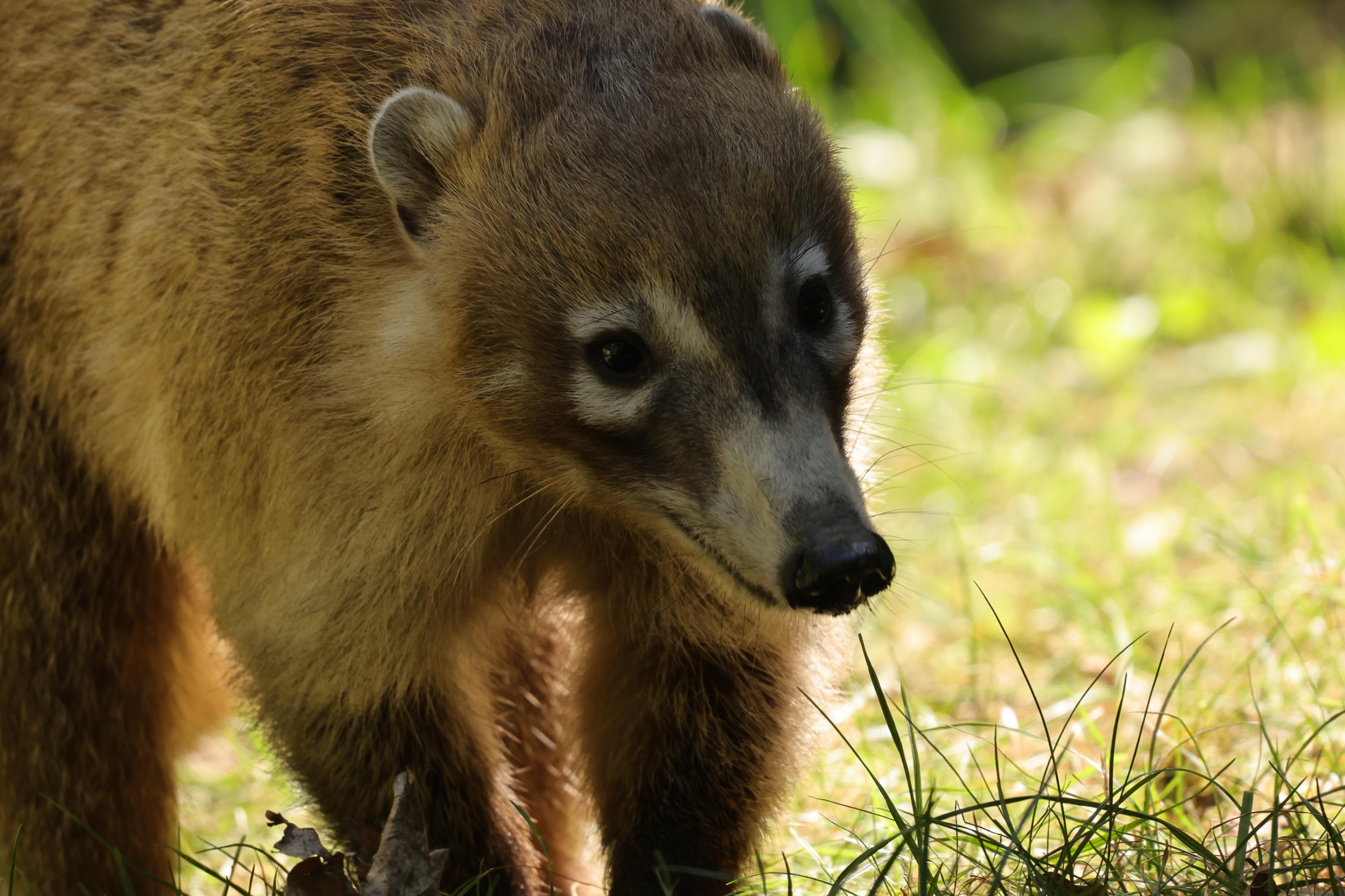 Nasenbär