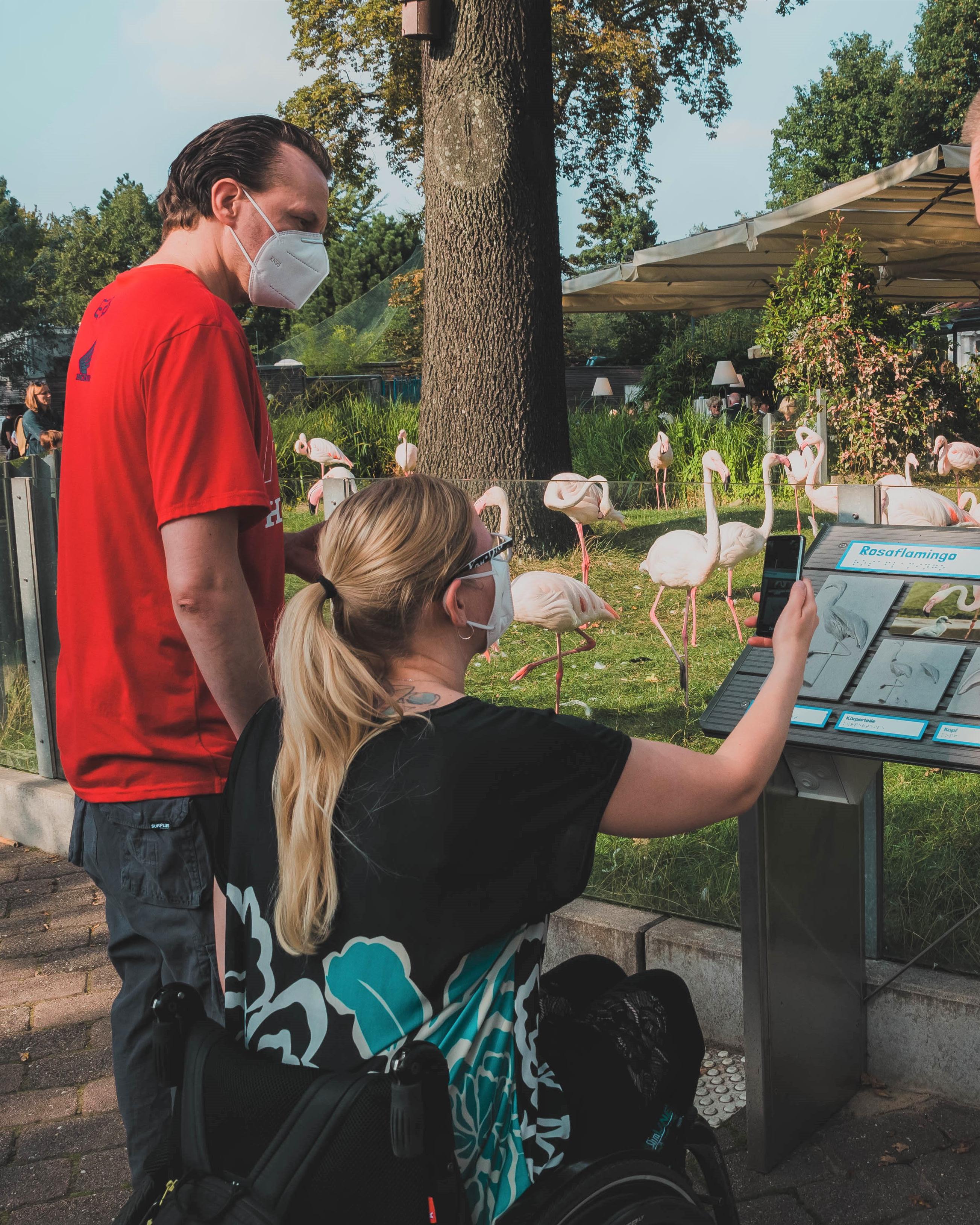 Eine Person, die in einem Rollstuhl sitzt, sowie zwei Personen, die stehen, befinden sich vor einem Gehege, in dem viele Plastik-Flamingos stehen.