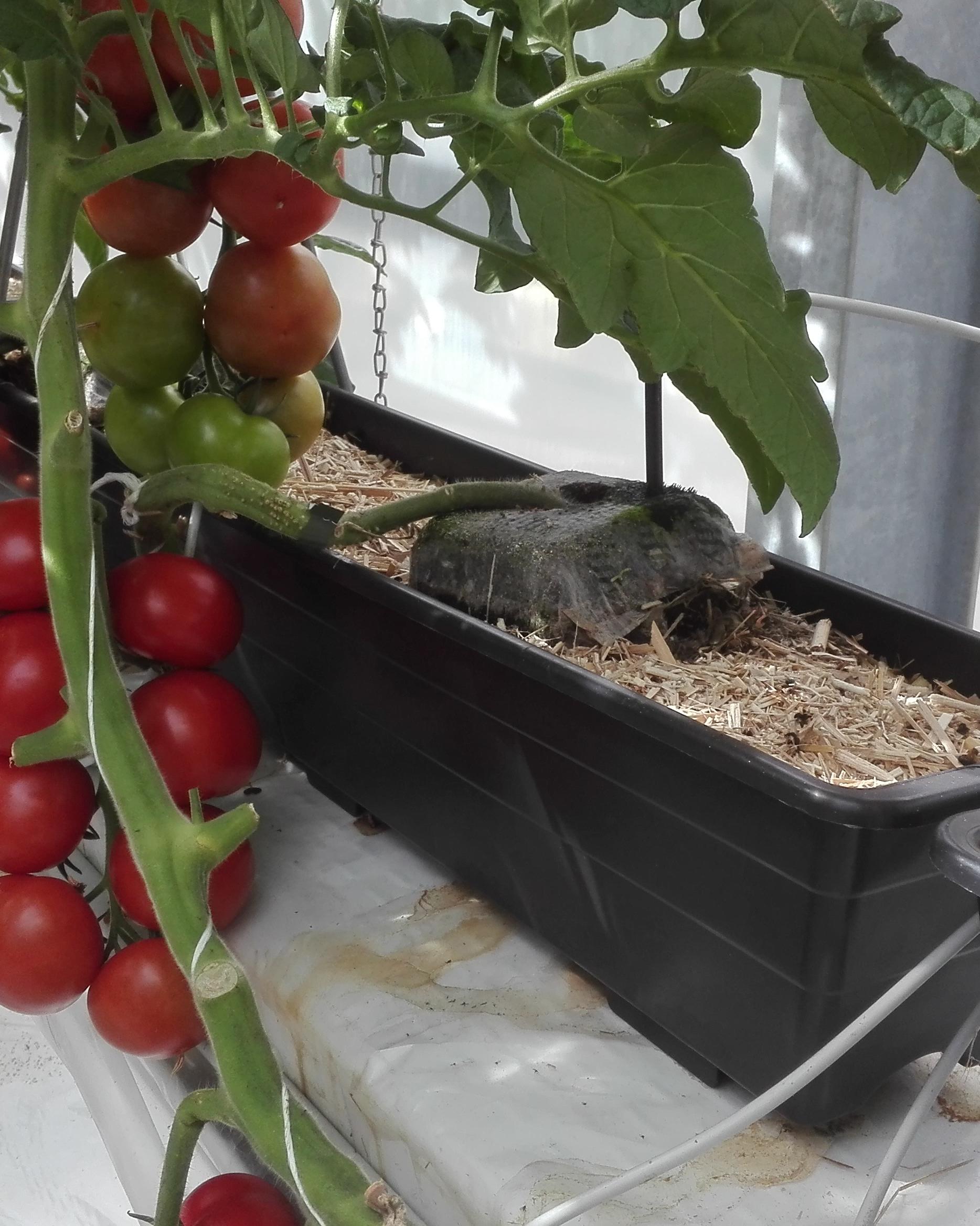 Aus mehreren Pflanzenkästen wachsen Tomatenpflanzen in verschiedener Reife.