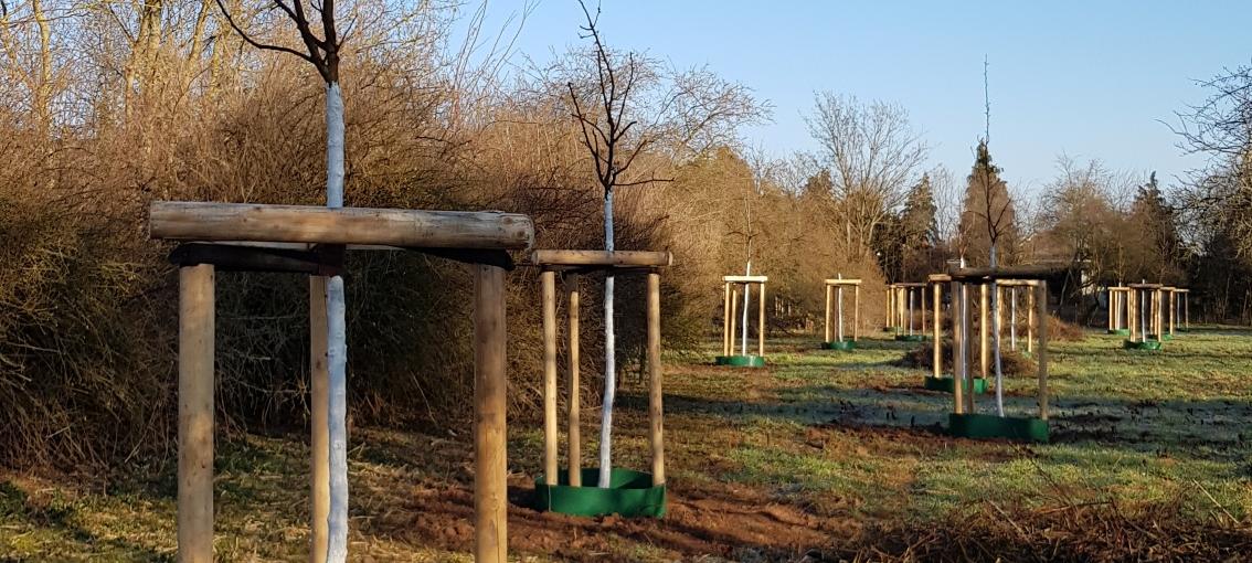 Auf einer Wiese im Schlosspark stehen eine Reihe junger Obstbäume.