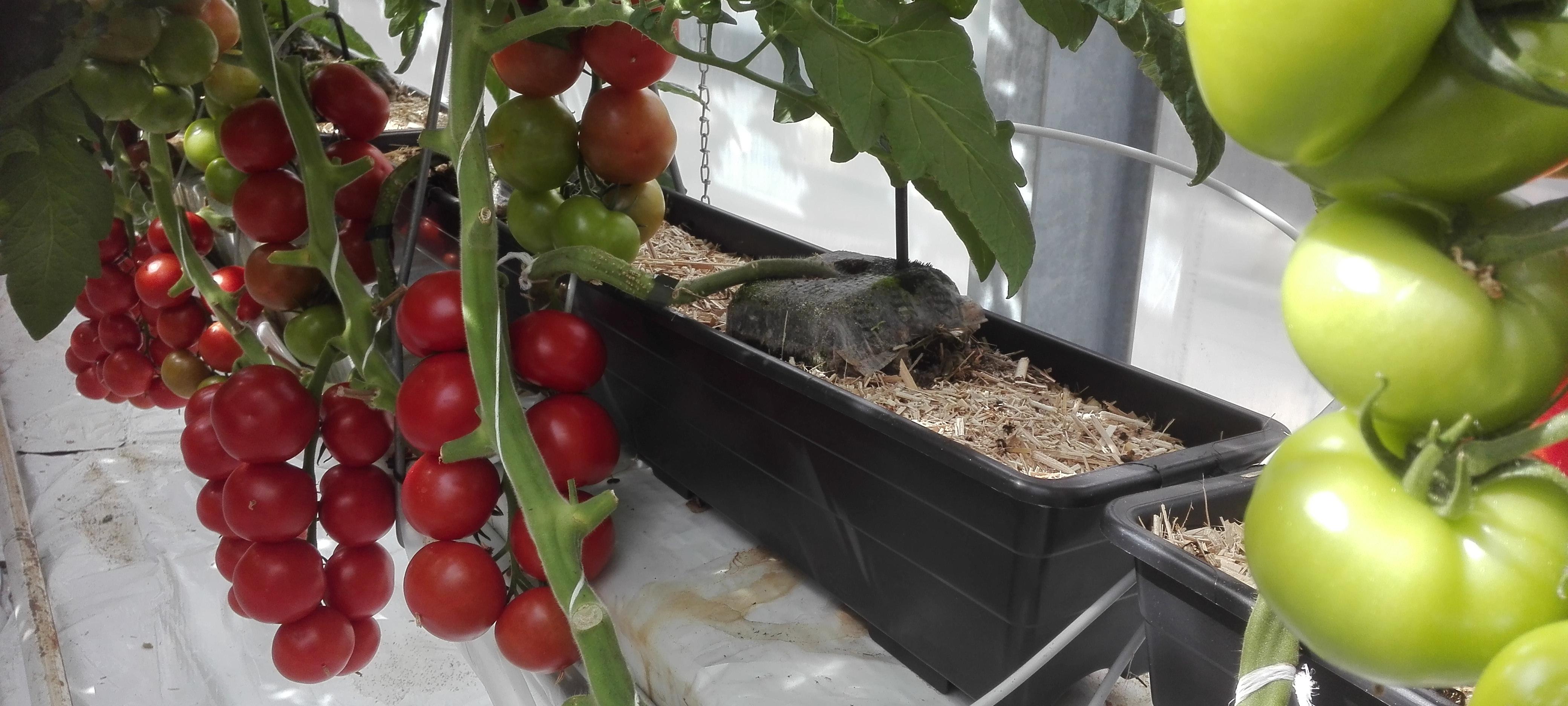 Aus mehreren Pflanzenkästen wachsen Tomatenpflanzen in verschiedener Reife.